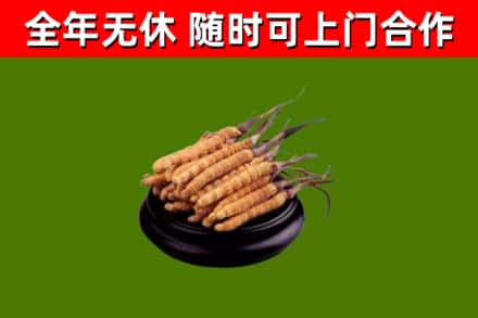 河西区烟酒回收冬虫夏草.jpg